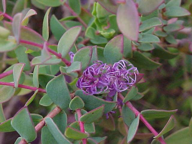 Melaleuca  violacea - Violet  Honey  Myrtle