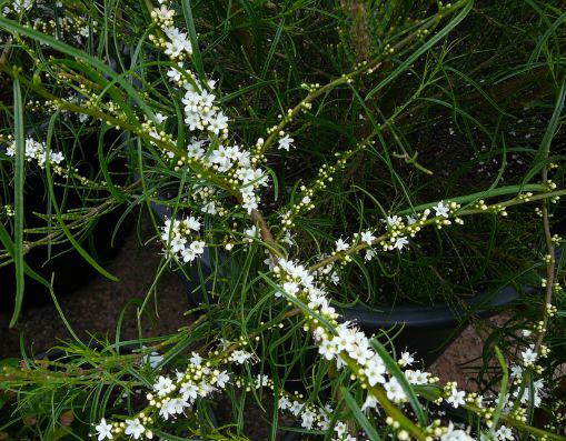 Myoporum  floribundum - Slender  Boobialla