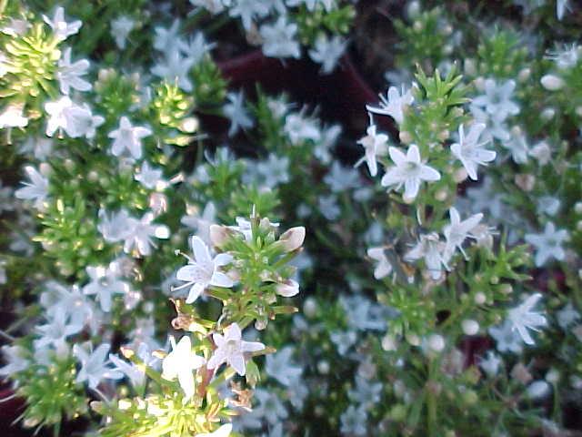 Myoporum  parvifolium  fine  white - Creeping  Boobialla