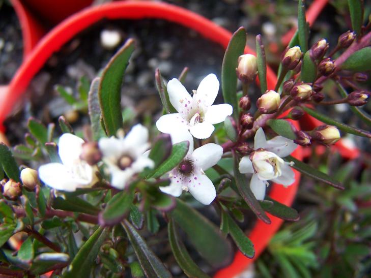 Myoporum  parvifolium  purpurea - Creeping  Boobialla