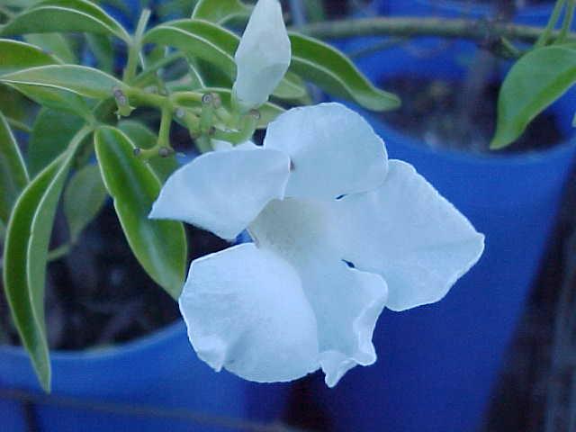 Pandorea  Lady  Di - P. jasminoides  hybrid