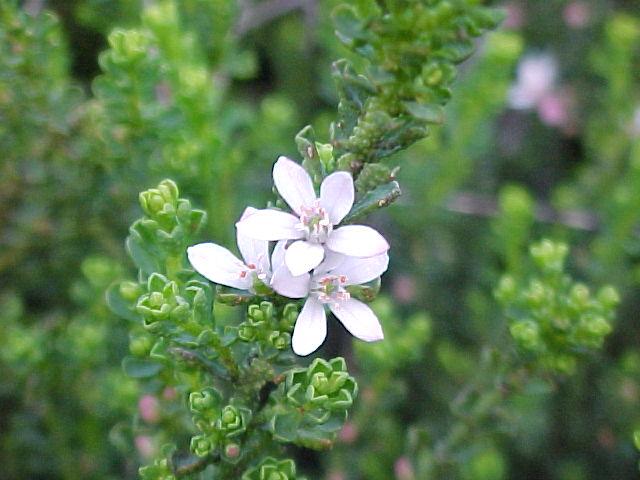 Philotheca  verrucosa - Fairy  Wax  flower