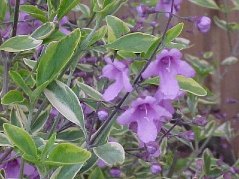 Prostanthera  ovalifolia  variegated - Mintbush