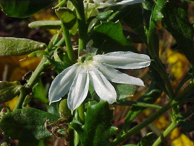 Scaevola  albida  white - Small  Fruited  Fan  Flower