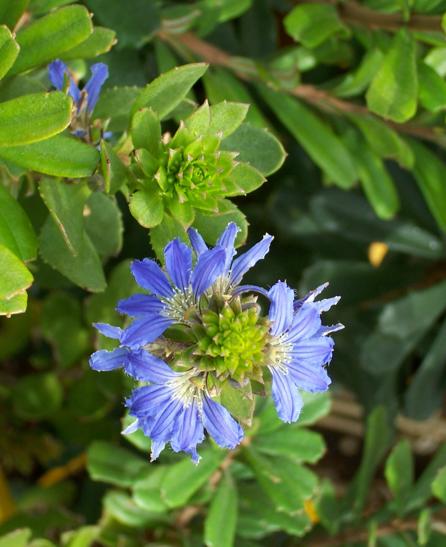 Scaevola  nitida - Blue  Fan  Flower