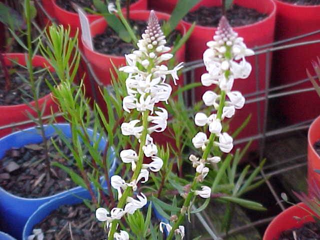 Stackhousia  monogyna - Forest  Candles