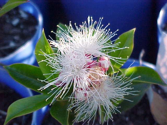 Syzygium  Aussie  Compact - Lilly  Pilly
