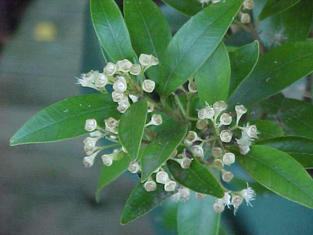 Syzygium  smithii  minor - Lilly  Pilly