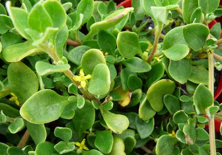 Tetragonia  implexicoma - Bower  Spinach