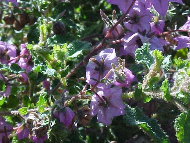 Thomasia  purpurea  miniature - Purple  Paper  Flower