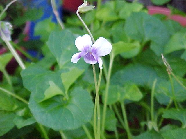 Viola  hederacea - Native  Violet