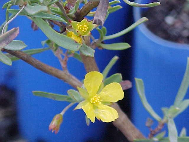 Wahlenbergia  gymnoclada - 