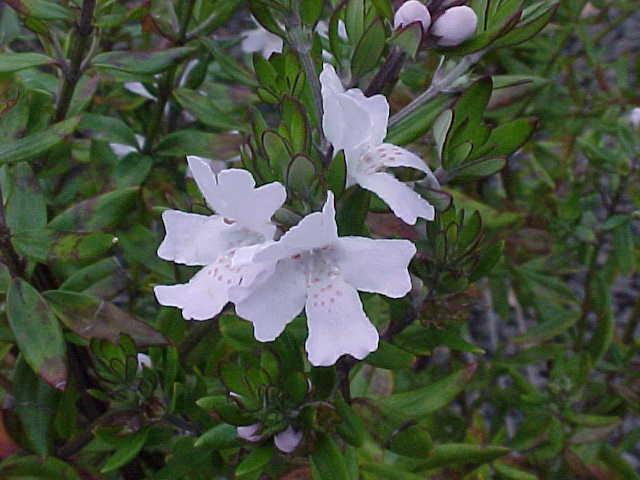 Westringia  brevifolia - Coastal  Rosemary