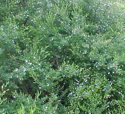 Westringia  longifolia  mauve - 